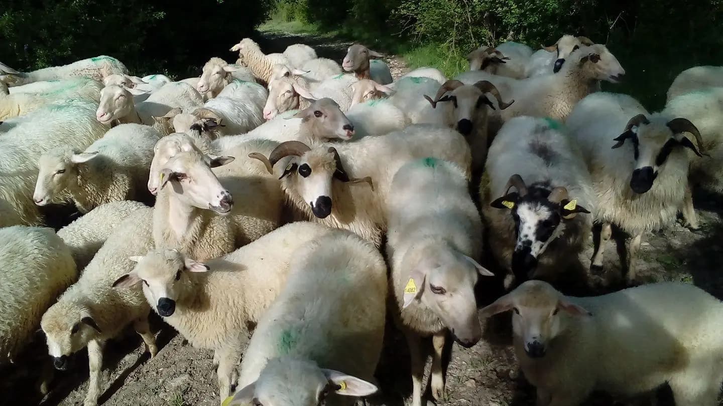 Brebis de race Thônes et Marthod